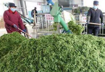 大量幾百噸廢棄菜葉回收利用生產(chǎn)工藝，果蔬垃圾廢菜葉怎么處理？